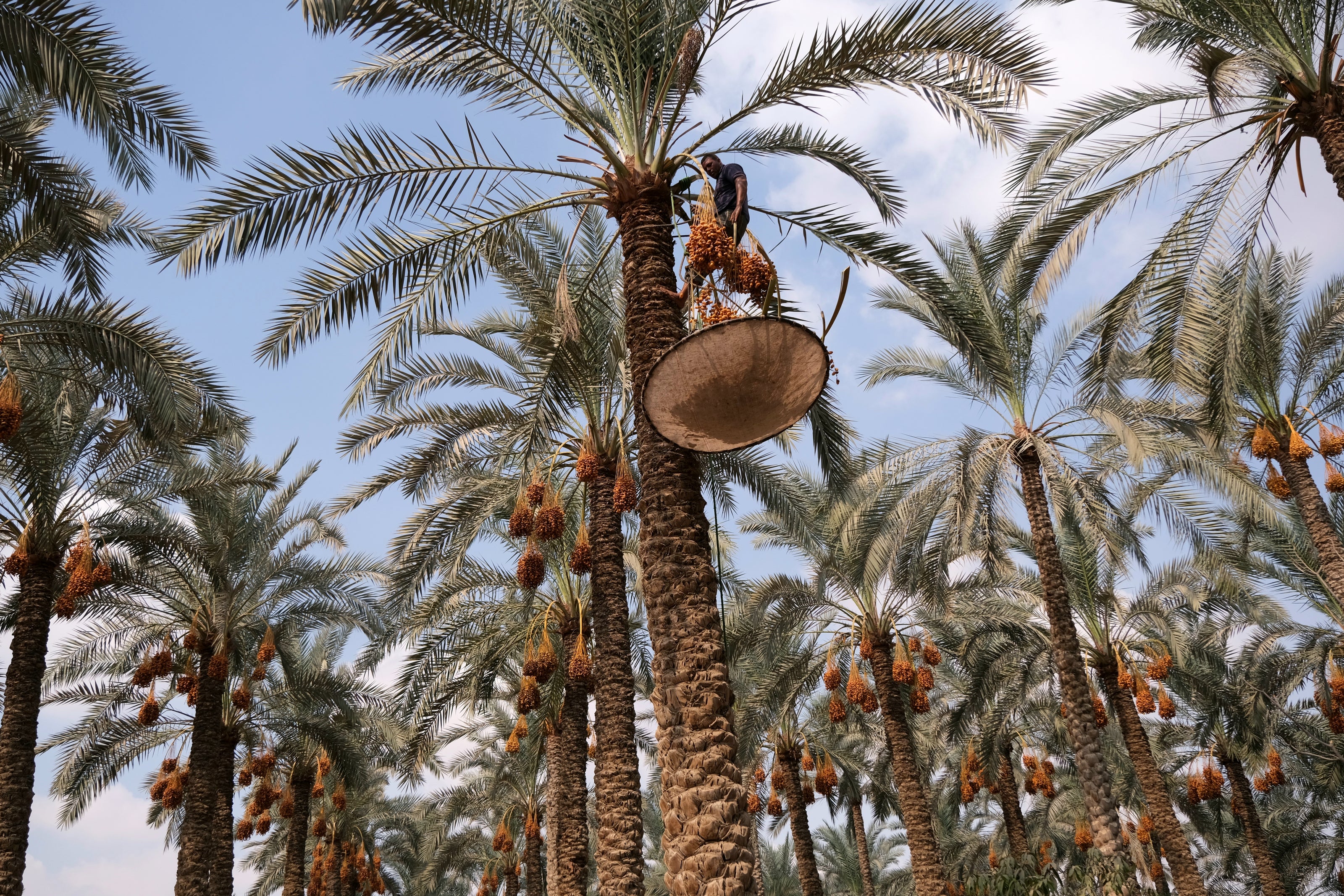 Between Sky and Earth, the Date Harvester