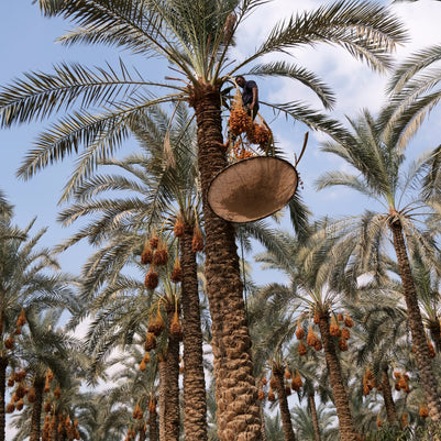 Between Sky and Earth, the Date Harvester