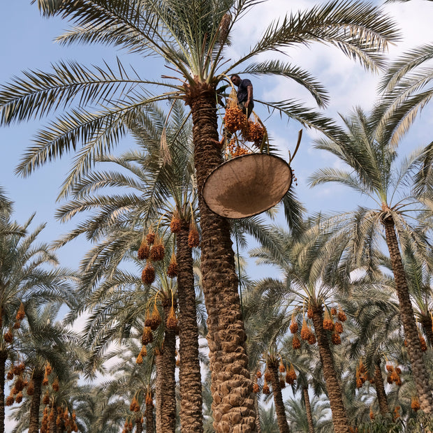 Between Sky and Earth, the Date Harvester