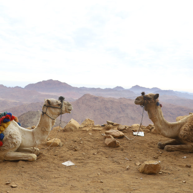 A Conversation from the Heart