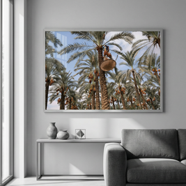 Between Sky and Earth, the Date Harvester