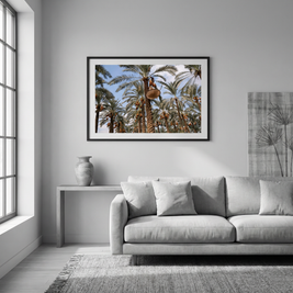 Between Sky and Earth, the Date Harvester